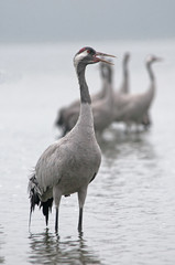 Crane (Grus grus) in a dense morning fog. Vertical.