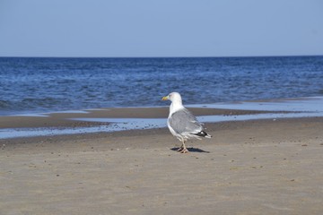  seagull © Iwona