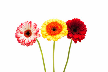 gerbera on a white background
