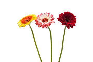 gerbera on a white background