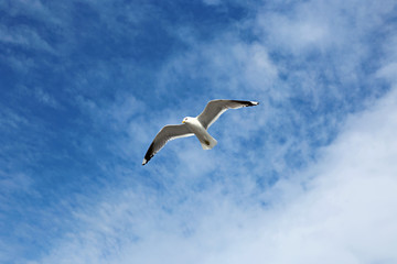 Mediterranean white seagull flying