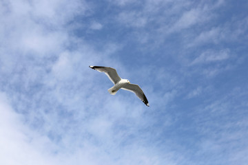 Mediterranean white seagull flying