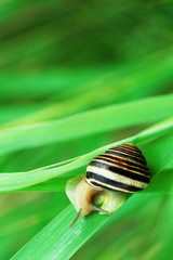 Snail on green stem, closeup