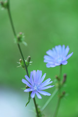 Flowering chicory (Cichorium intybus), on green nature background