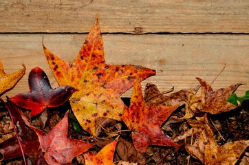 Bright colorful fall leaves with a pallet wood backdrop