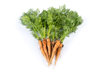 freshly picked carrots