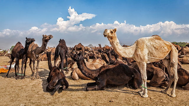 Camels at Pushkar Mela Camel Fair,  India
