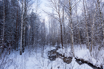 Frozen stream in winter forest