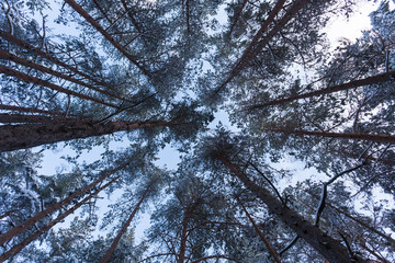 Forest Covered by Snow in Winter Landscape