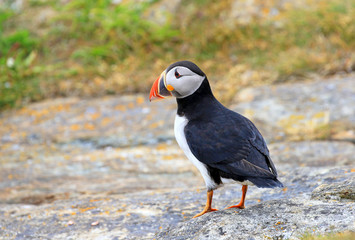Atlantic Puffin standing on rock, from Newfoundland, Canada