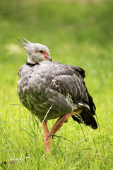 Crested Screamer (Chauna torquata)