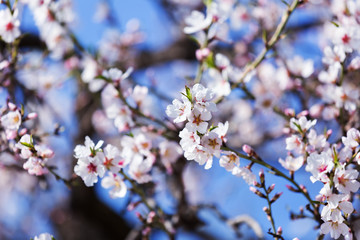 Fototapeta premium blooming tree branch in spring