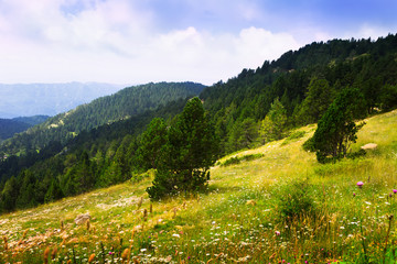 Summer view of Pyrenees meadow