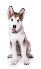 Cute Malamute puppy sitting isolated on white