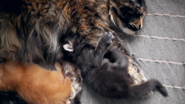 Maine Coon kitten with mom cat