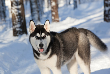 Siberian husky in the winter forest © annatronova