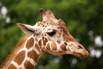 Naklejka premium Portrait of Giraffe