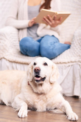 Cute pet dog on the floor beside its owner.