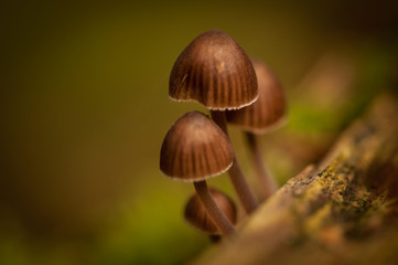 Kleine braune Pilze auf Baumstumpf