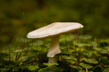 Knollenblätterpilz mit Klee im Wald