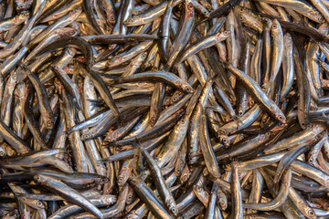 Sardine Fish on Market