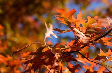 Oak Leaves in Fall