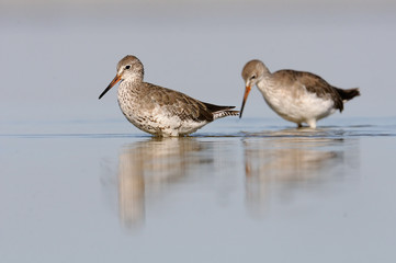 Two walking Common Redshanks