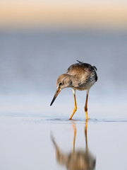 Common Redshank at shallow water