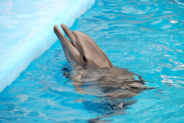 Obraz premium Cute dolphin in the dolphinarium