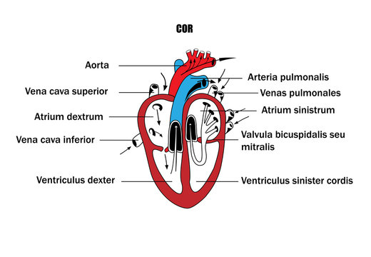 a schematic representation of the internal organs, the anatomy of the heart