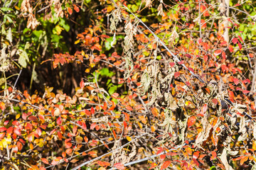 red and dried leaves of bush in forest in autumn