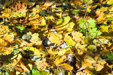 fallen maple leaves on dried birch trunk in autumn