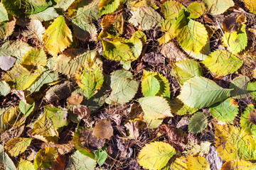 fallen hazel leaves and larch needles in autumn