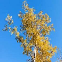 Fototapeta premium yellow birch tree on blue sky background in autumn