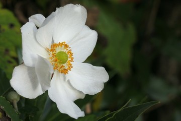 Anemone japonica