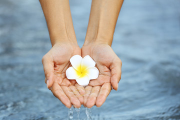 Female hands holding flower and touching water