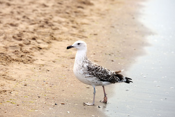 Beautiful seagulls on sand beach
