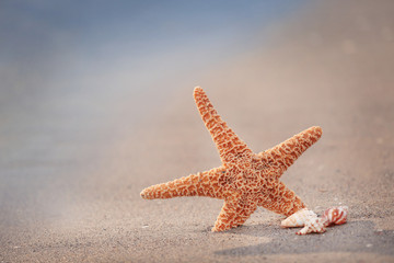 Starfish on seascape background