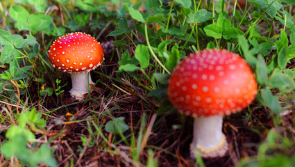 Red Mushrooms