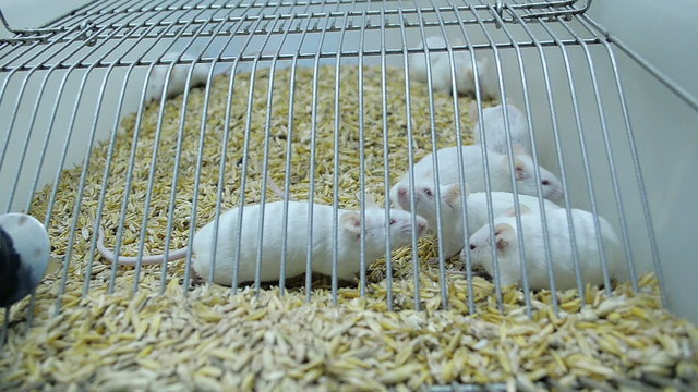 Laboratory mice in a cage