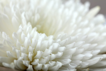 Fototapeta na wymiar Beautiful autumn flower - white chrysanthemum