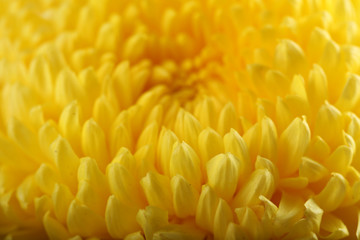 Delicate autumn yellow chrysanthemum, macro