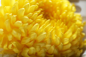 Tender yellow chrysanthemum, macro