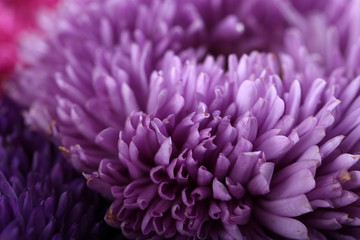 Beautiful violet chrysanthemum