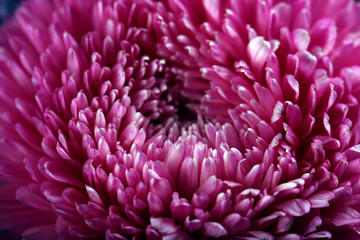 Purple blossom chrysanthemum