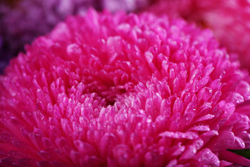 Pretty purple blossom chrysanthemum, macro