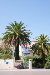 The image of a tree on the embankment of the resort town