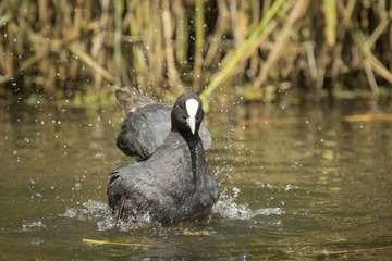 Waterfowl, Fulica atra, cleaning