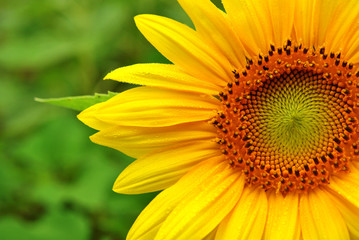 Close up of a Sunflower with Dew Drops