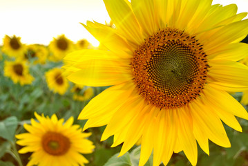 Fototapeta premium Close Up of a Sunflower at Sunset with Sun Rays